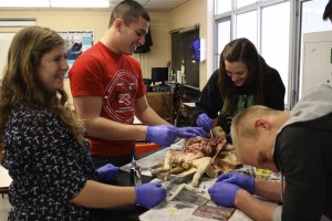 For Advanced Biology, the class dissected cats. it was a great learning experience for the students. Photo By: Maddie Putnam 
