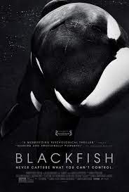 Blackfish Documentary for Mature Audiences
