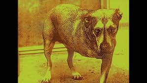 Self-Titled Alice in Chains Highly Underrated Album