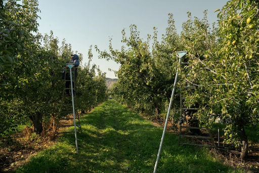Pregnant Farm Workers Affected by Rising Heat