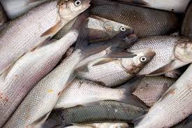 Whitefish Population Crash Affecting Commercial Fishing