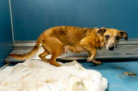 90 Animals Seized from Flint Home