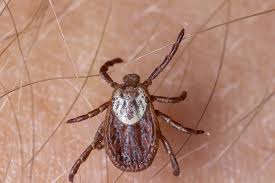 Tick Season Kicks Off Across the Country